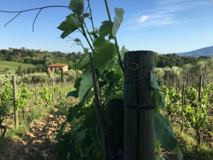 Viavinaria Montecarlo