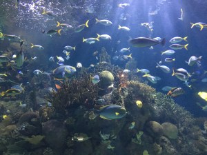 valencia oceanogràfic